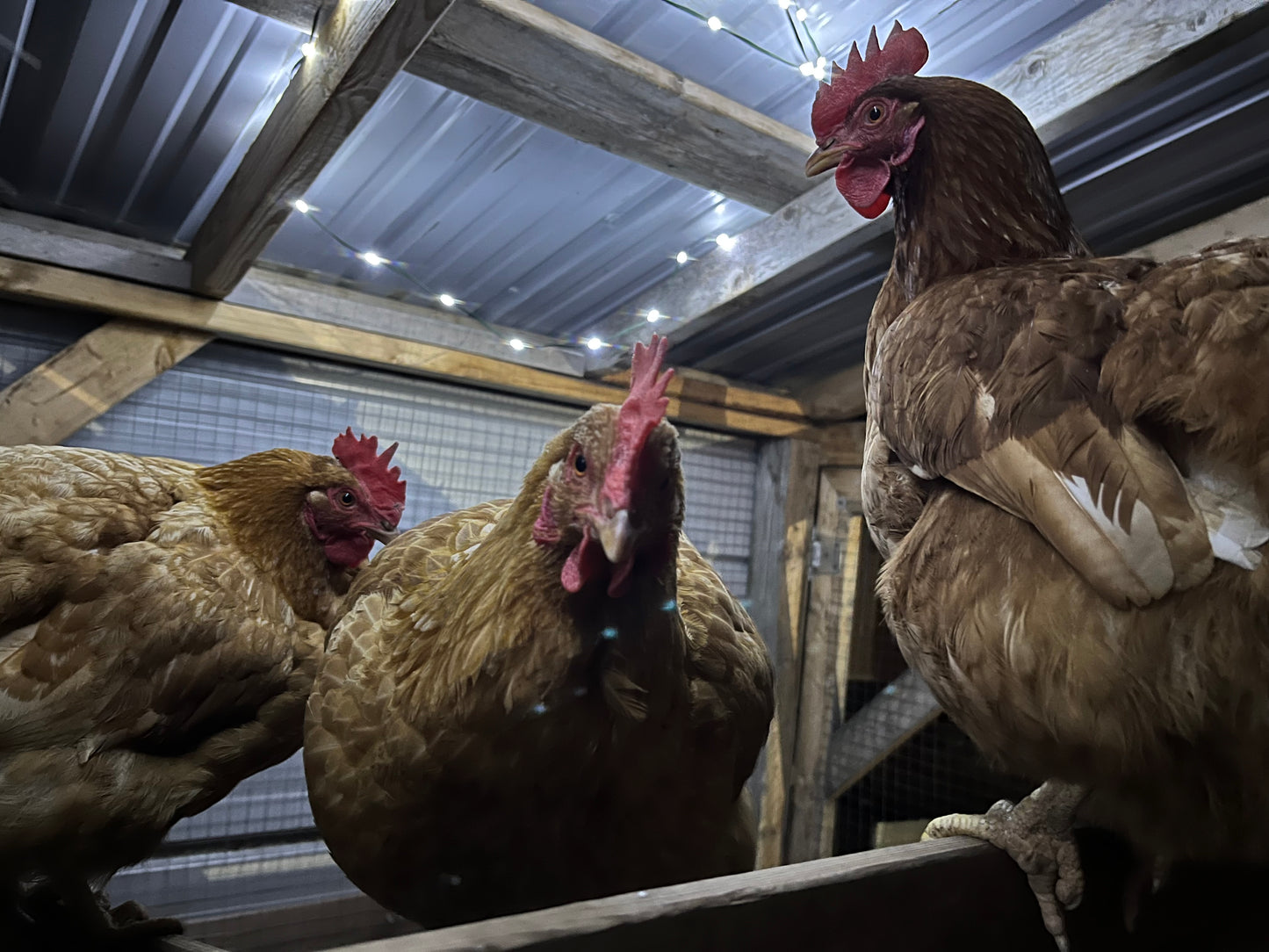 Oeufs frais de poules en paturage